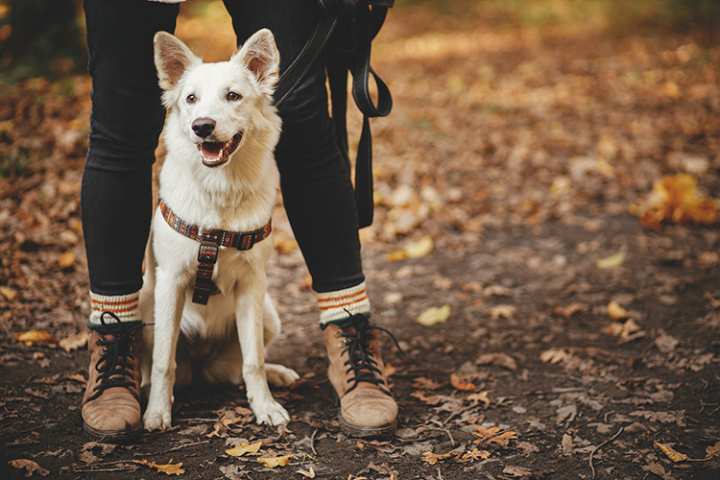 10 Best Dog-Friendly Hiking Trails in Alaska!