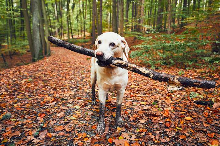 10 Best Dog-Friendly Hiking Trails in Arkansas!