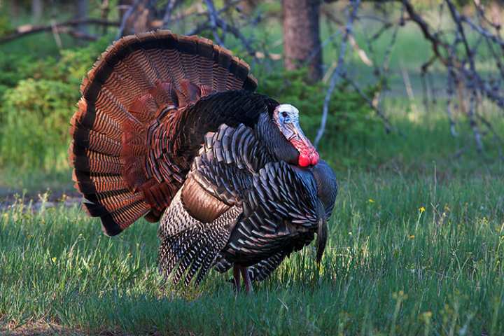 5 Sneaky Ways To Fool Pressured Gobblers