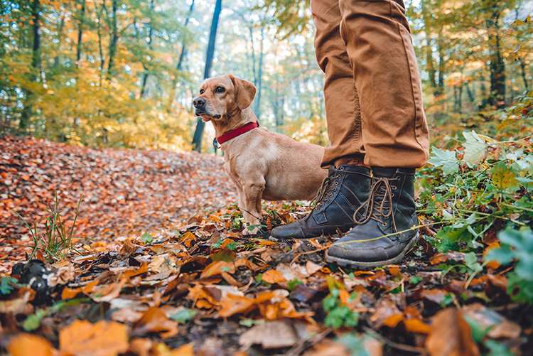 10 Best Dog-Friendly Hiking Trails in Arizona!