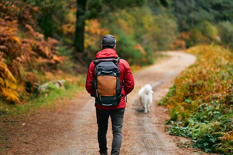 10 Best Dog-Friendly Hiking Trails in Kentucky!